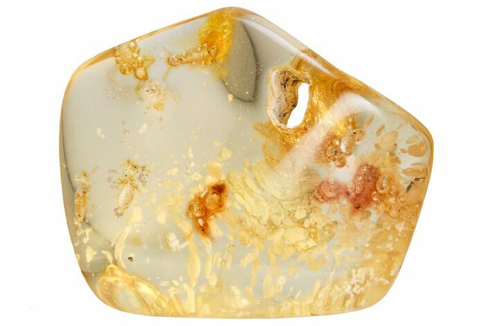 Polished Colombian Copal ( g) - Contains Termites! #326733